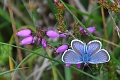 silver studded blue butterfly-1